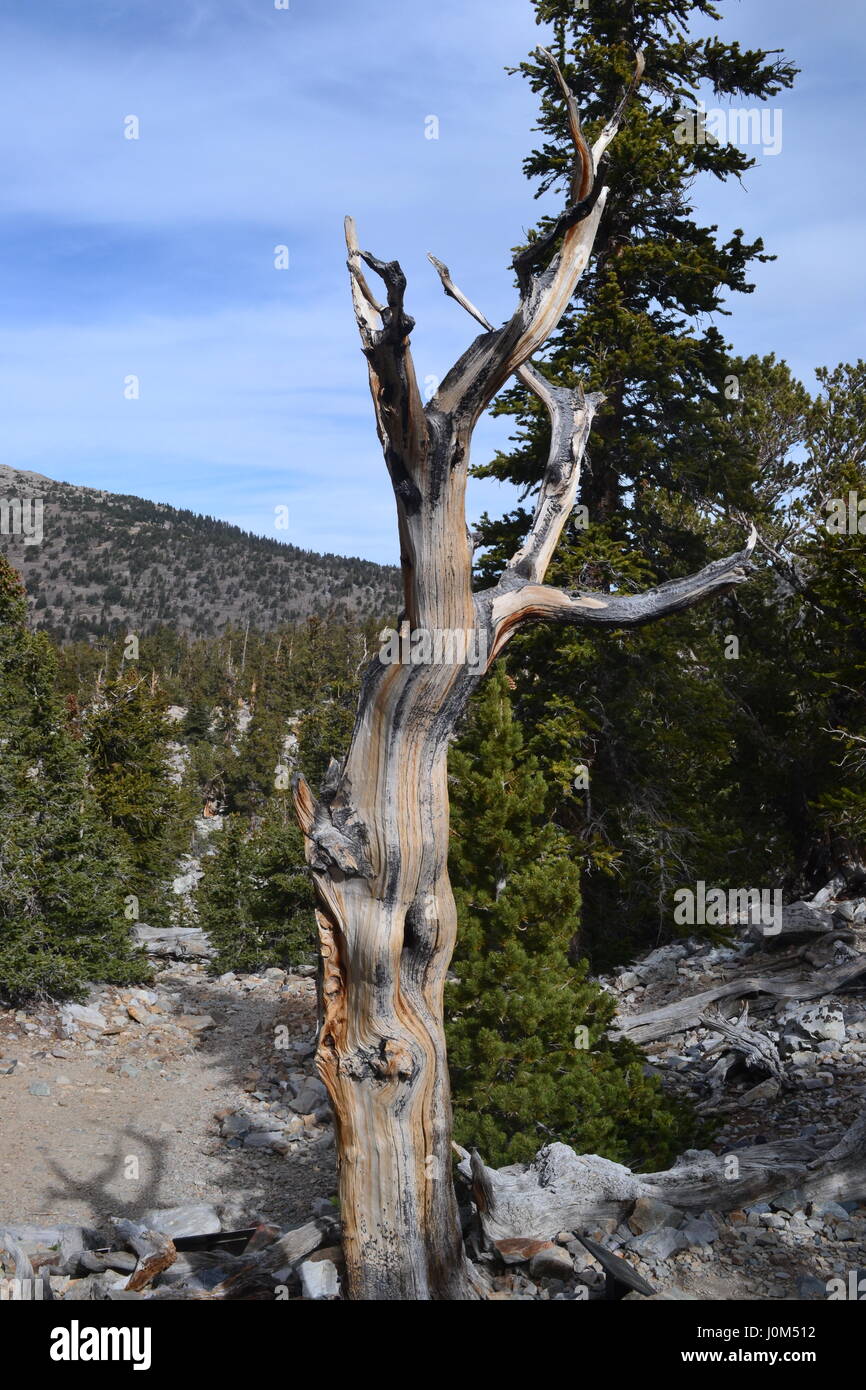 Bristle cone pine of Great Basin National Park, Nevada Stock Photo