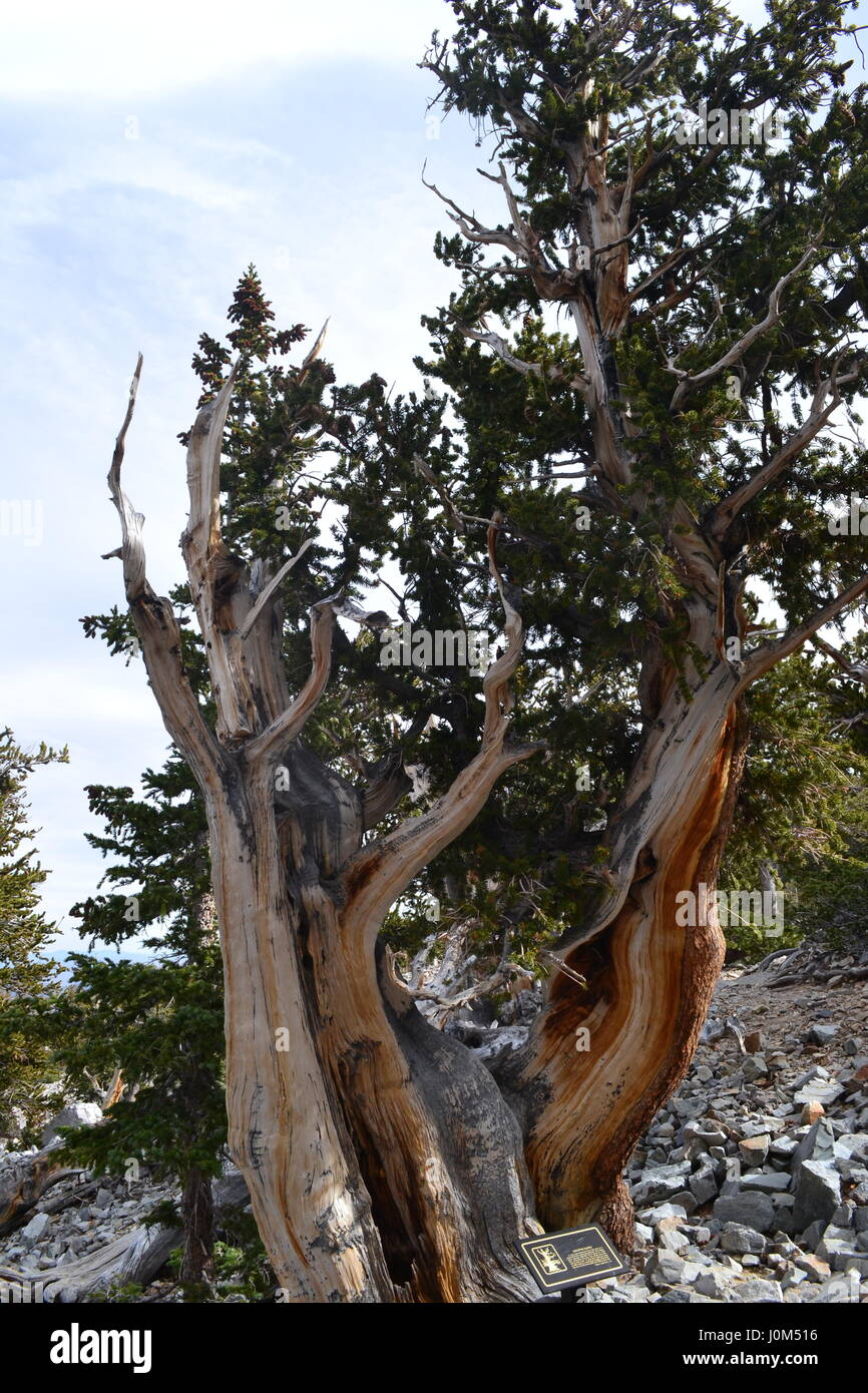 Bristle cone pine of Great Basin National Park, Nevada Stock Photo