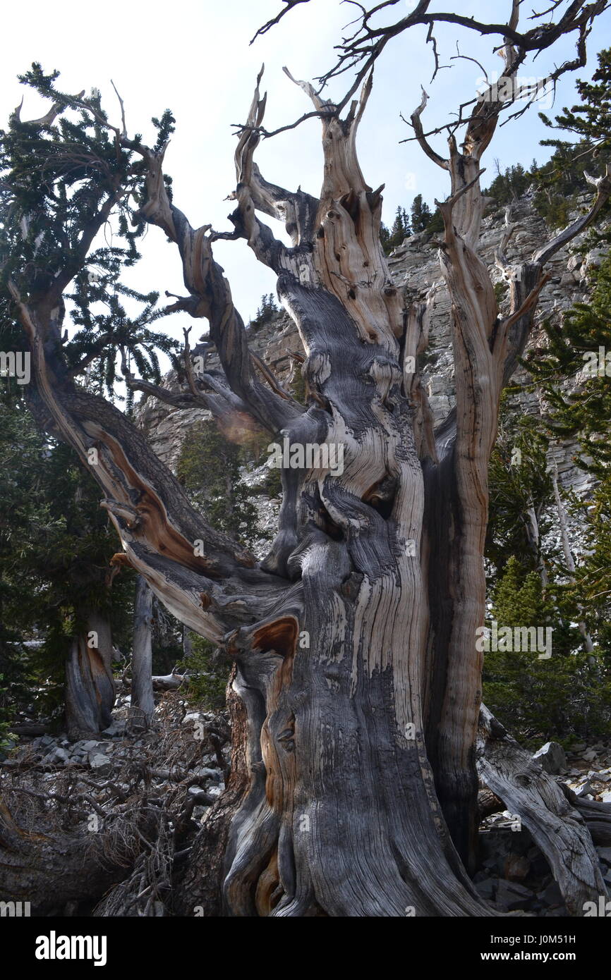 Bristle cone pine of Great Basin National Park, Nevada Stock Photo