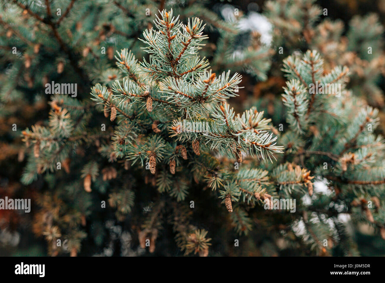 Green branches ate on a tree in the forest Stock Photo Alamy