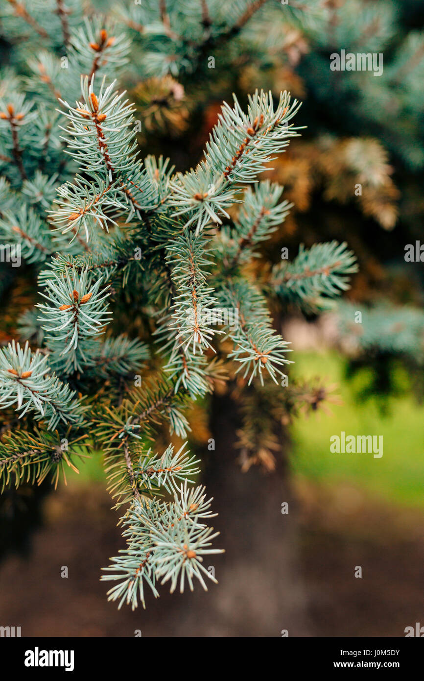 Green branches ate on a tree in the forest Stock Photo Alamy