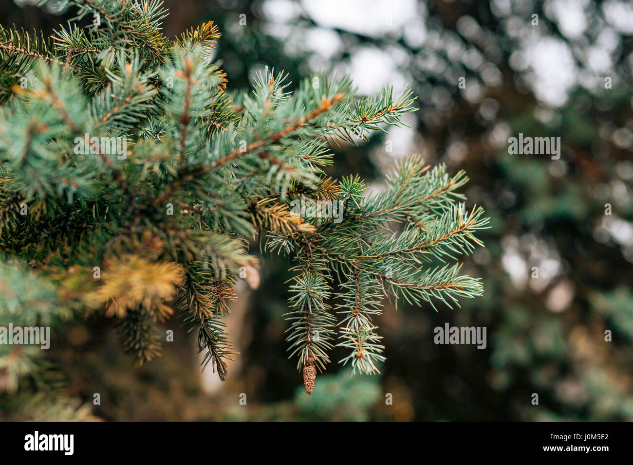 Green branches ate on a tree in the forest Stock Photo Alamy