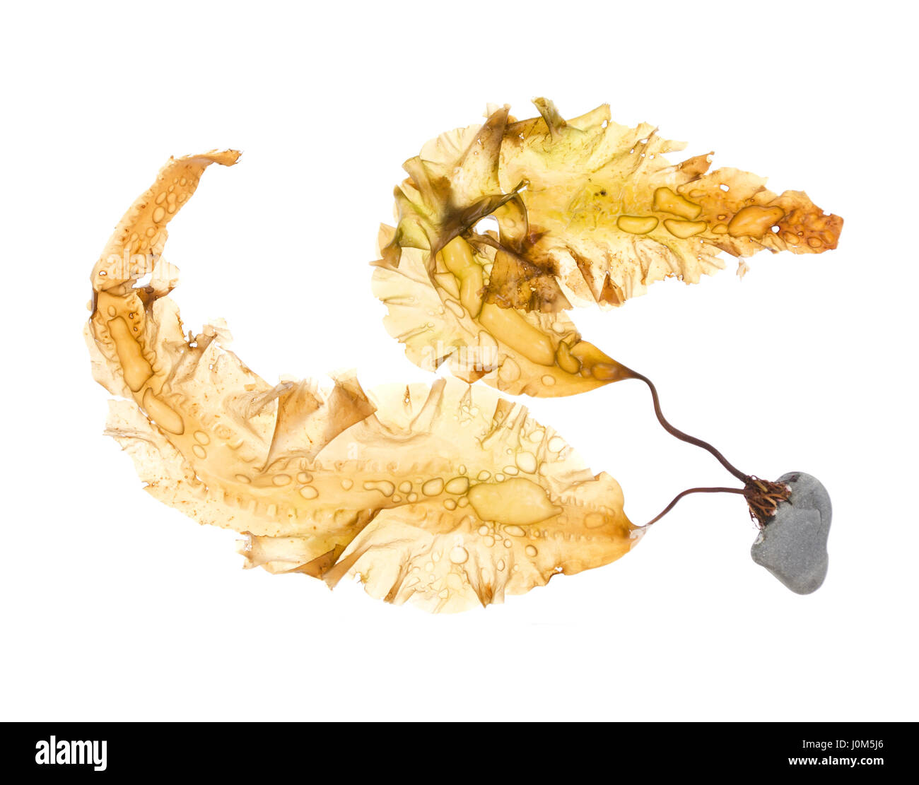 Saccharina latissima (Sugar Kelp) with holdfast attached to a rock; photographed on a light box/white background (horizontal orientation.) Stock Photo