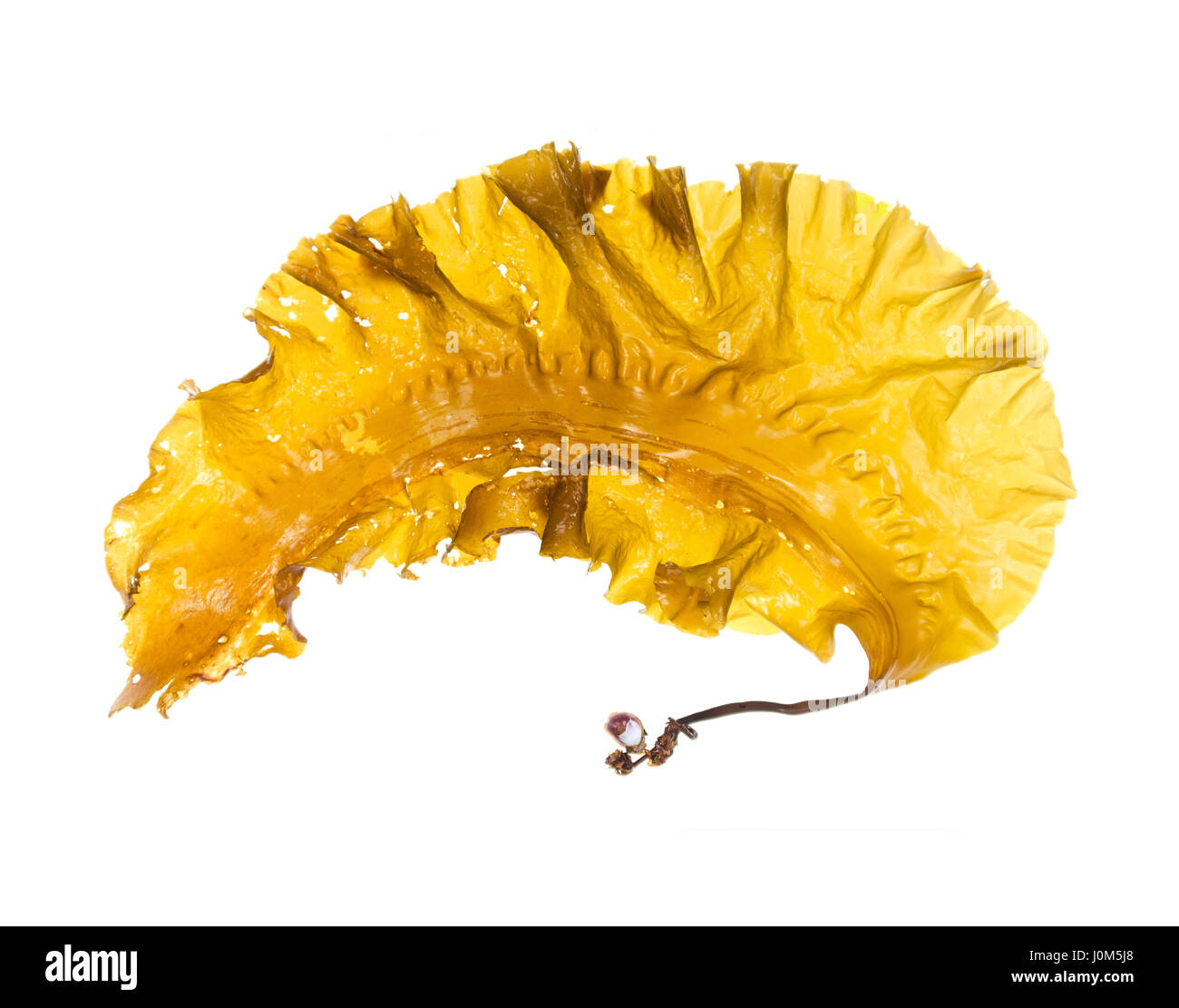 Saccharina latissima (Sugar Kelp) with holdfast attached to a Slipper Shell (Crepidula fornicata); photographed on a light box/white background. Stock Photo