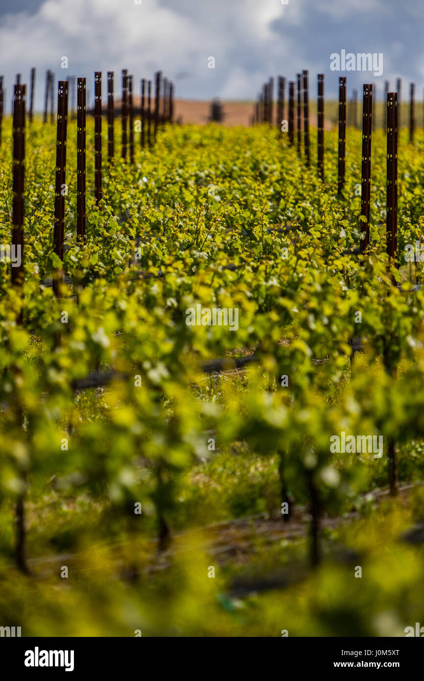 Vineyards, Napa, California, USA. Stock Photo