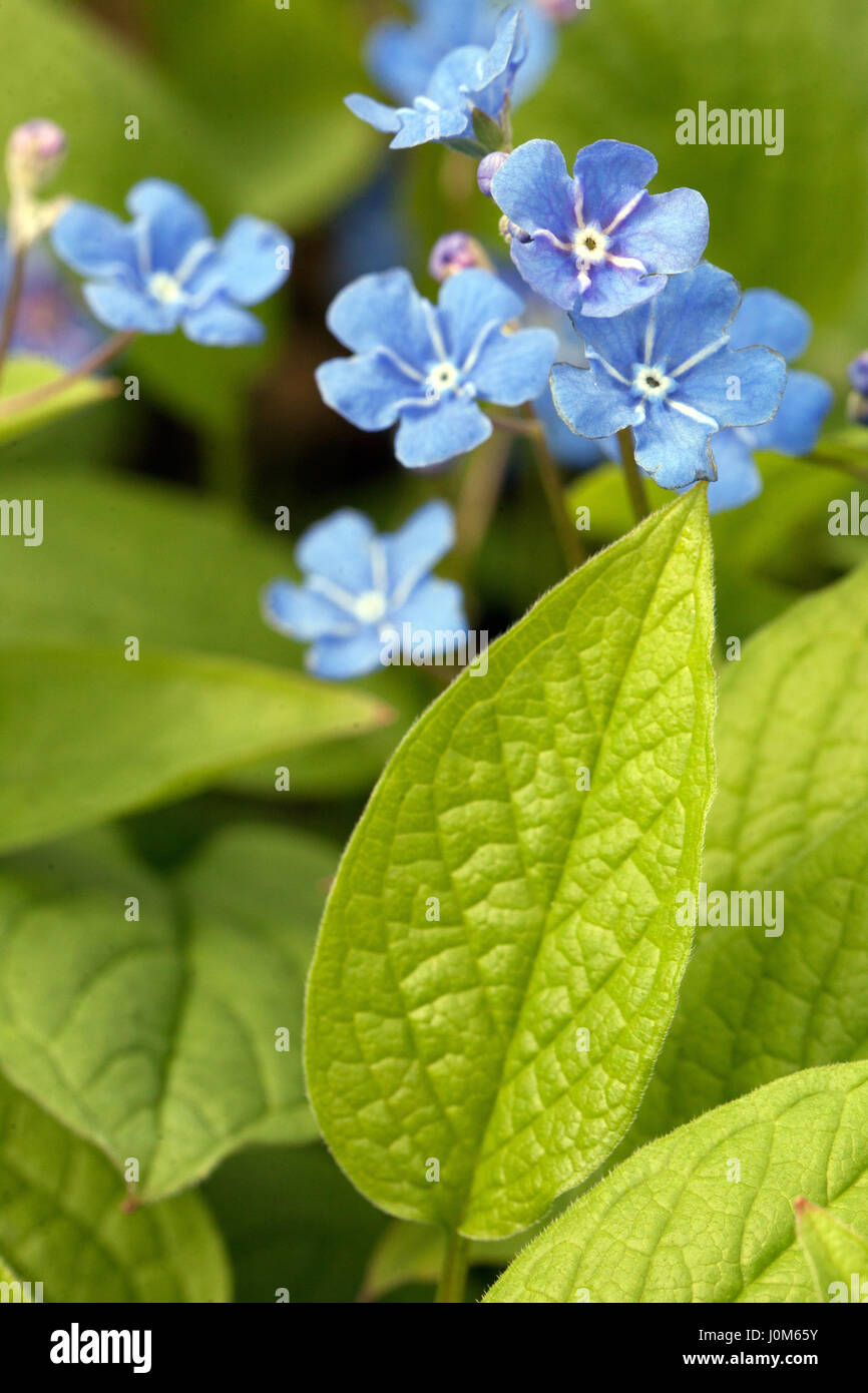 Blue eyed Mary, Omphalodes verna, Navelwort Creeping Forget-Me-Not Stock Photo