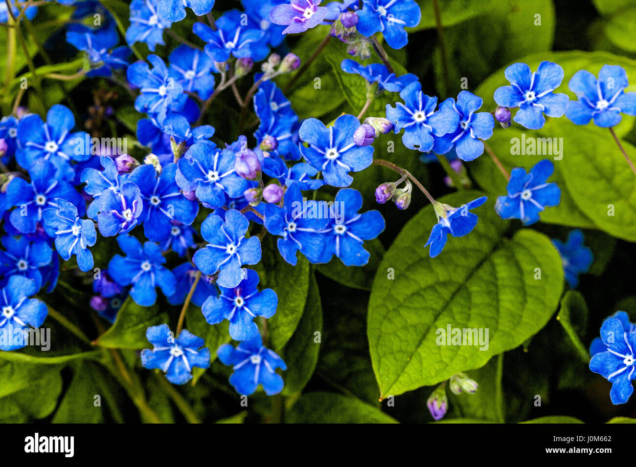 Omphalodes verna Blue eyed Mary Nevelwort April Flowers Stock Photo