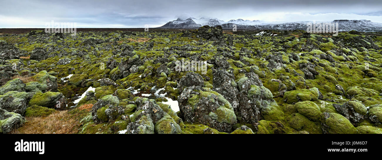 A field of moss covered rocks in the Western Iceland Stock Photo