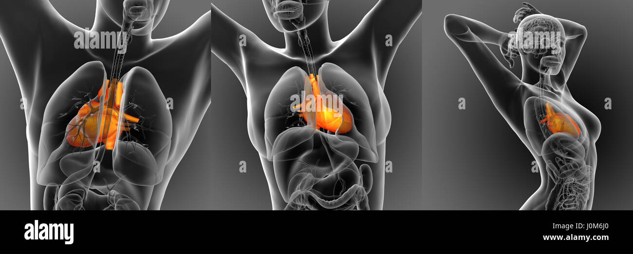 3d rendering medical illustration of the human heart Stock Photo - Alamy
