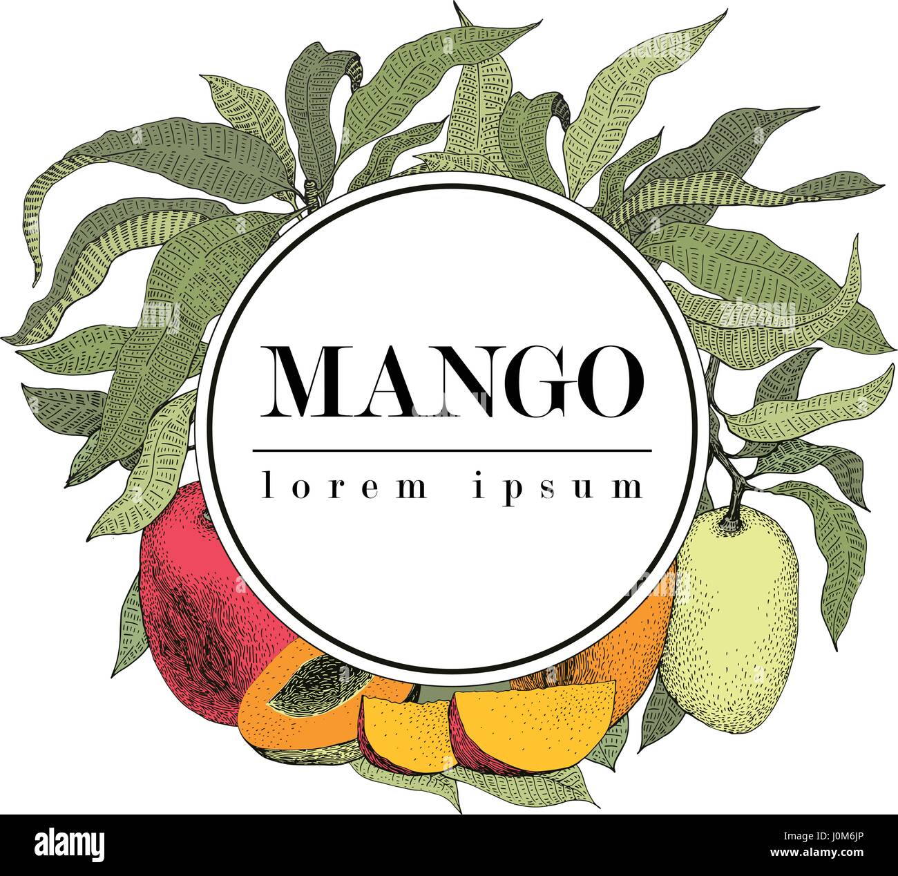 Mango tree vintage design template. Botanical mango fruit frame. Engraved mango. Logo. Vector illustration Stock Vector