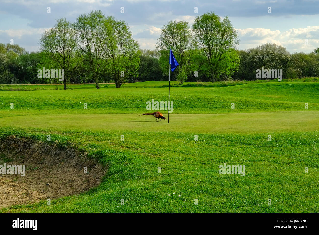 Pheasant strolling on the golf course green Stock Photo