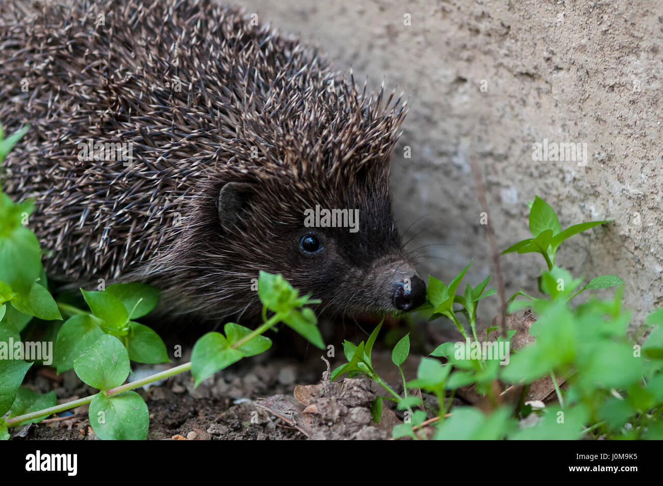 Close-up on a hedgehog crawling in the grass near a wall Stock Photo