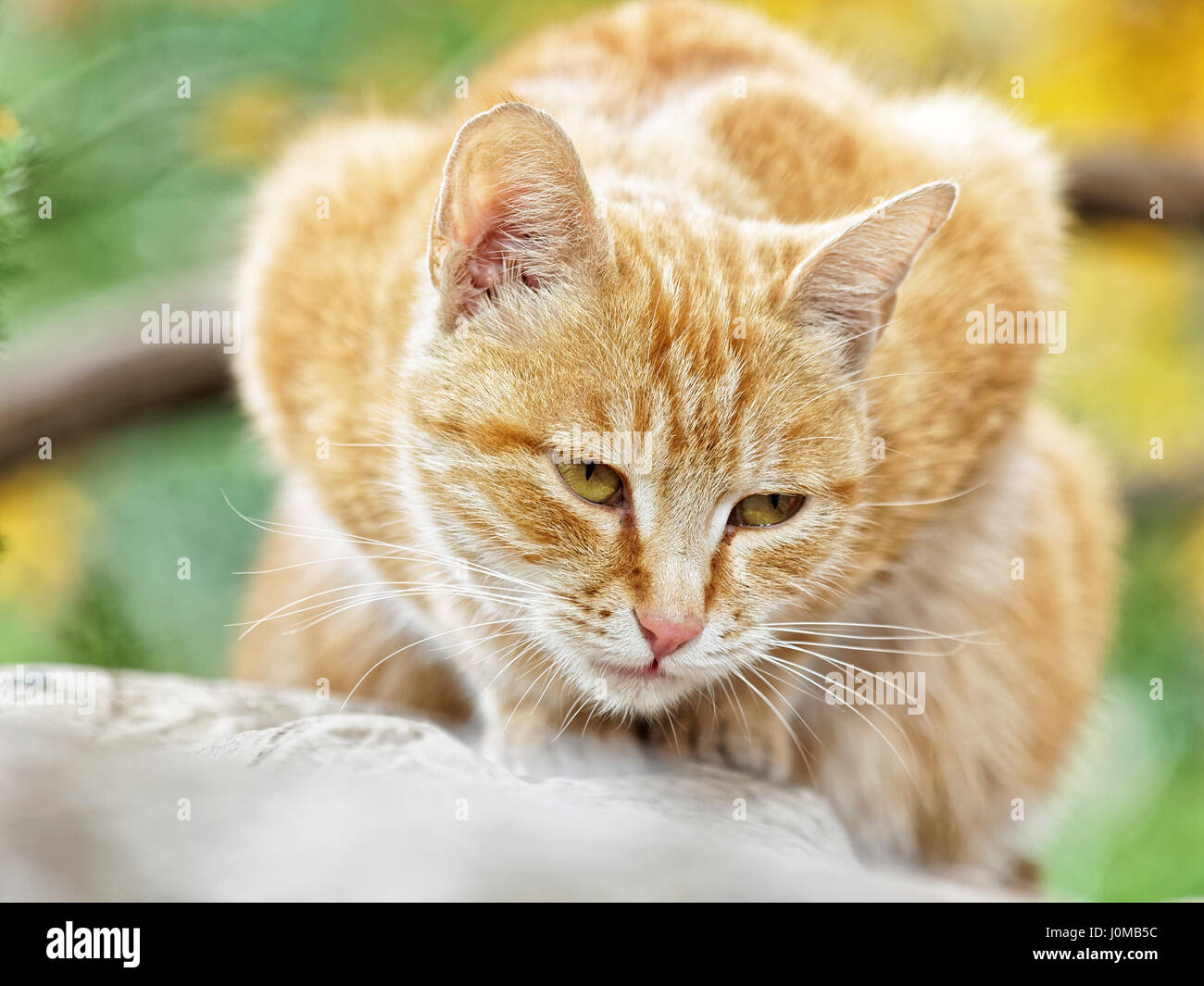 Yellow cat sit in the loaf pose in autumn park, eyes half closed, and its body looks like a love heart. Stock Photo