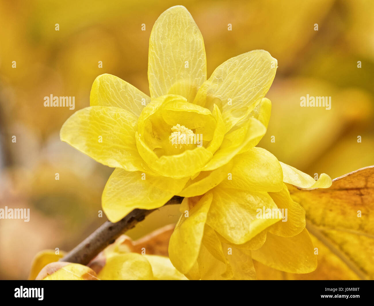 Macro of the flower of Chimonanthus, wintersweet, genus of flowering plants in the family Calycanthacea Stock Photo