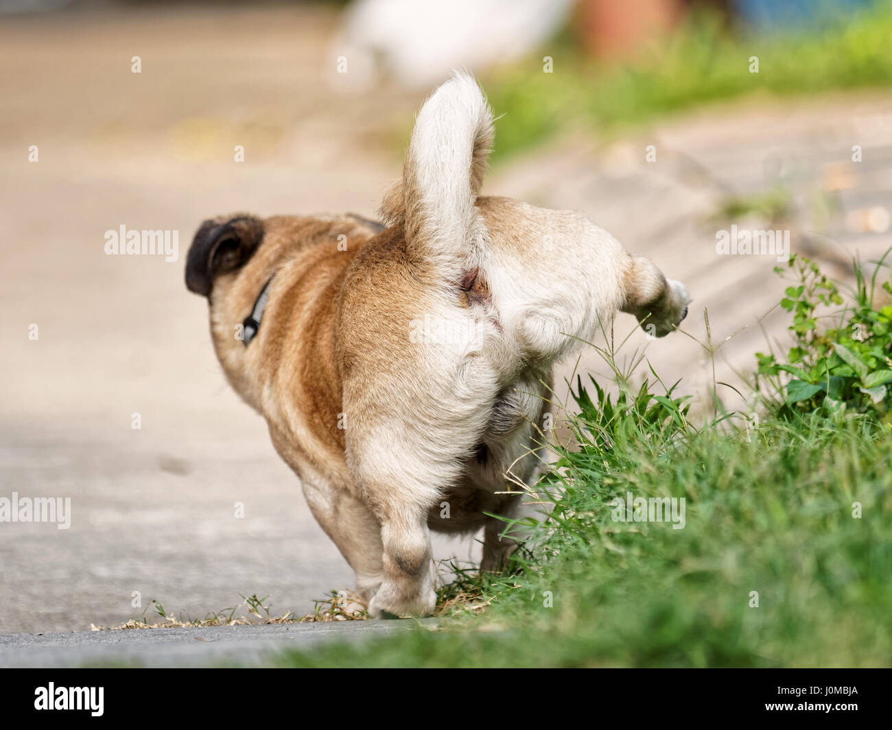 Dog pee standing up, viewed from backwards Stock Photo Alamy