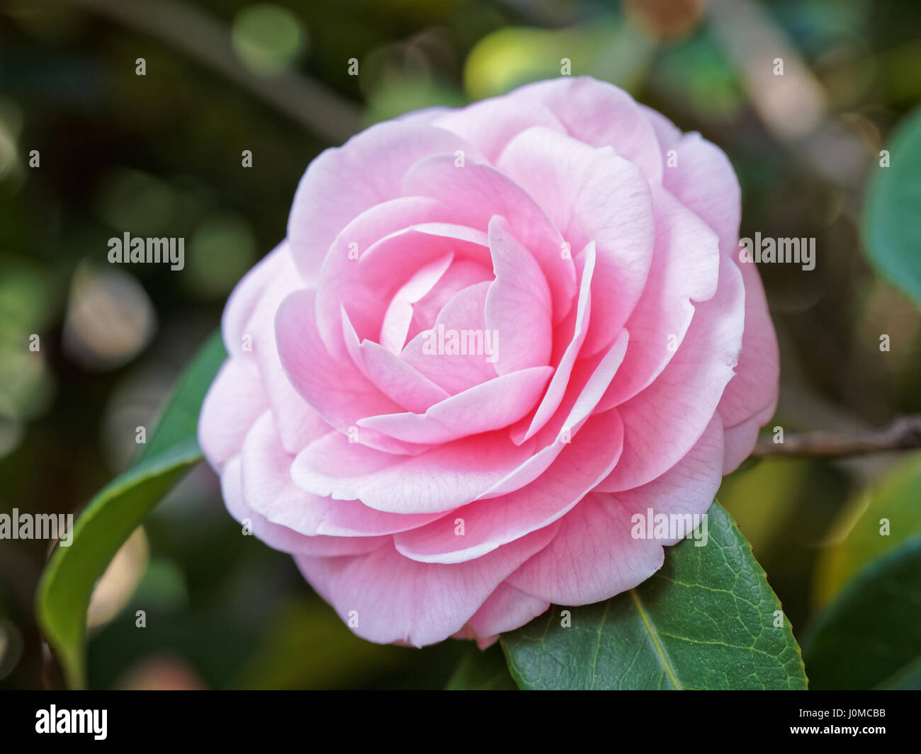 Blossoms of red camellia , Camellia japonica Stock Photo