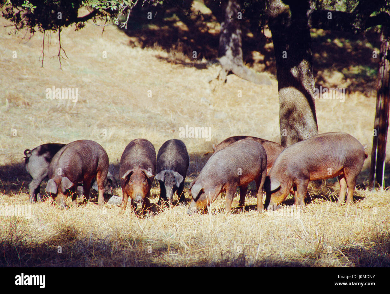 Iberian pigs in the meadow. Badajoz province, Extremadura, Spain. Stock Photo