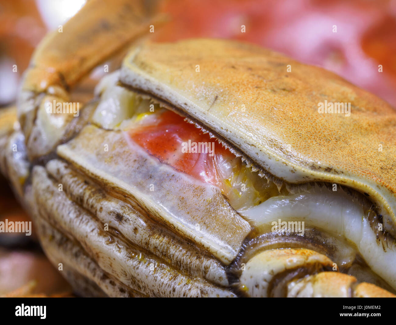 Macro of hairy crabs, chinese cuisine, autumn winter delicacy. Stock Photo