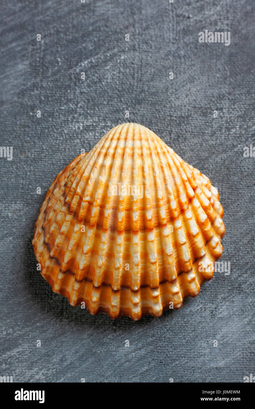 Rough cockle (Acanthocardia tuberculata) sea shell over painted textile ...
