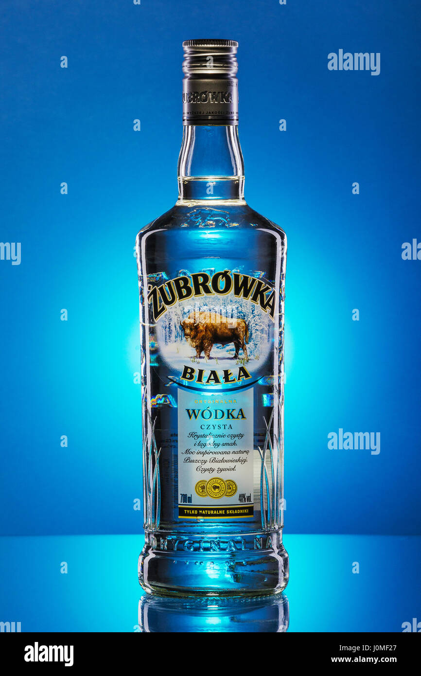 Zubrowka white vodka on blue gradient background. Bison vodka is Polish brand. It is produced in Polmos Bialystok. Stock Photo