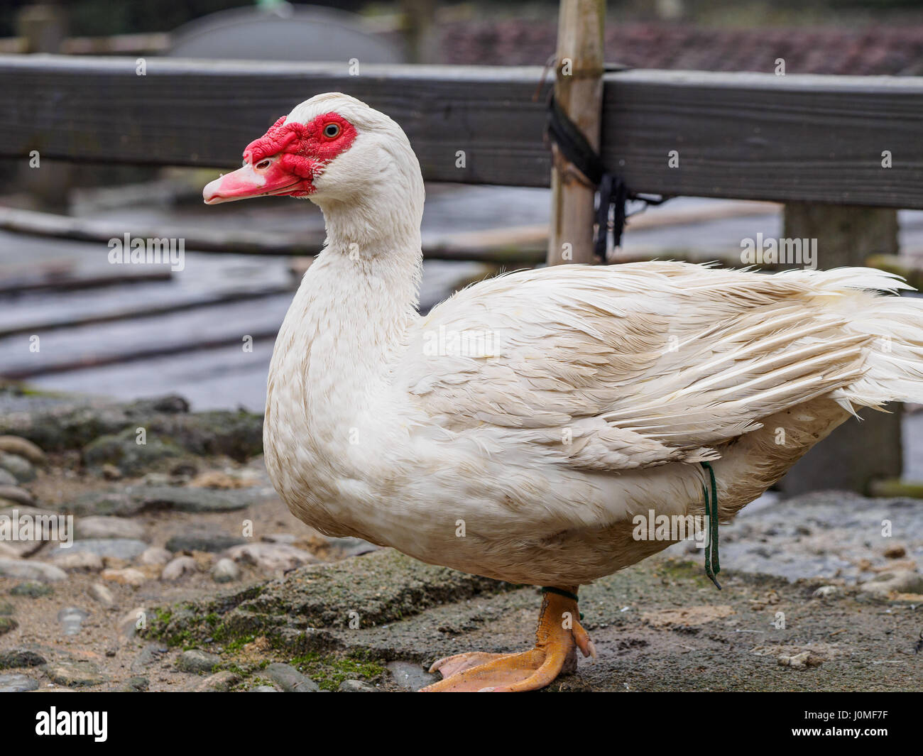 White duck with red nose standing on ground. Stock Photo