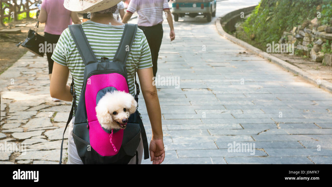 Cute dog peeking from animal carrying backpack Stock Photo Alamy