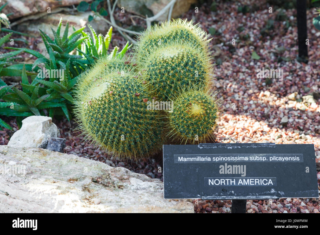 Cactii exhibit at an indoor conservatory Stock Photo