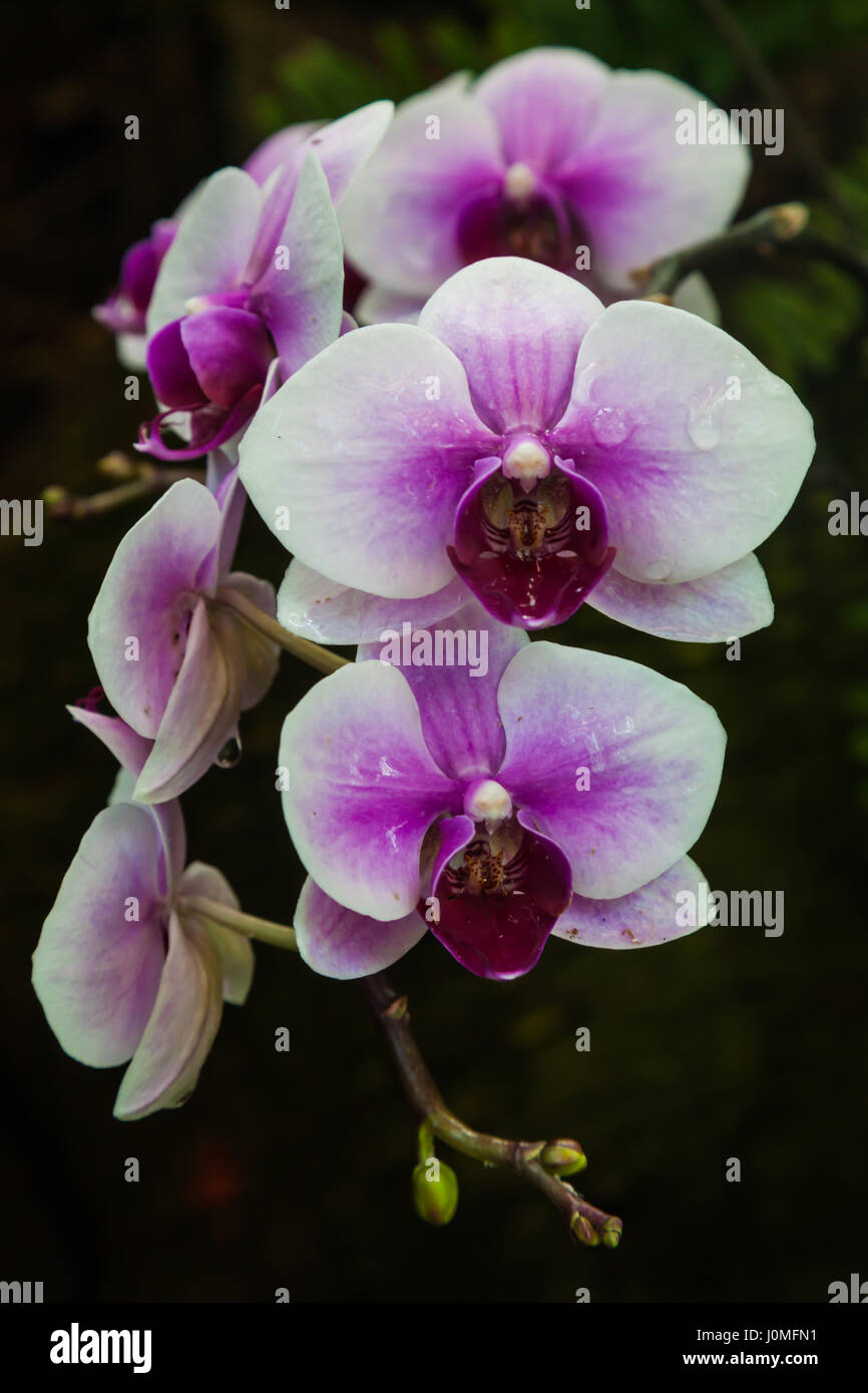 Orchid specimen at a botanical garden Stock Photo