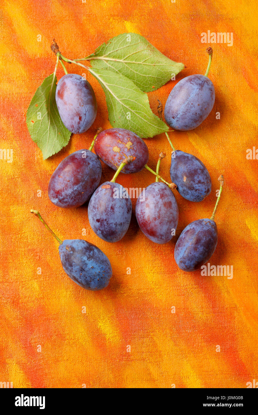 Damson plum (damascene) fruits from semi-wild cultivation over painted textile background. Overhead view. Stock Photo