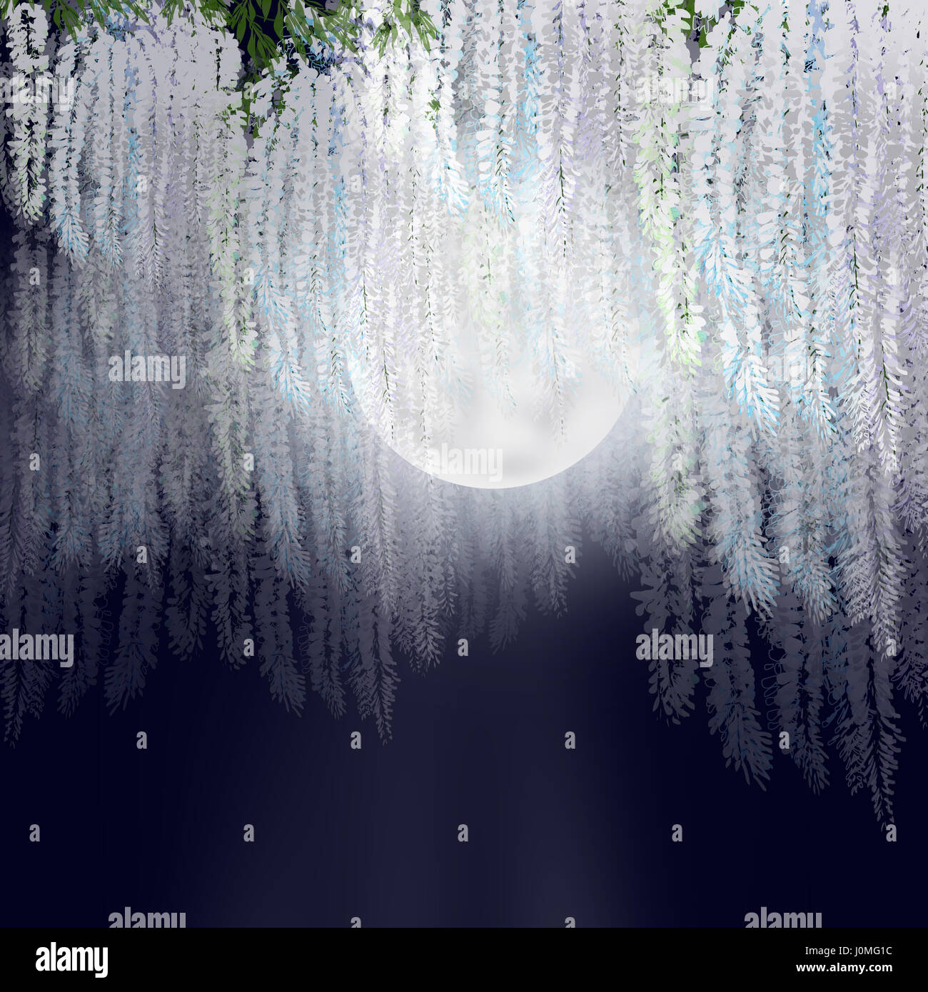 white wisteria flowers in bloom on moonlight night Stock Photo Alamy