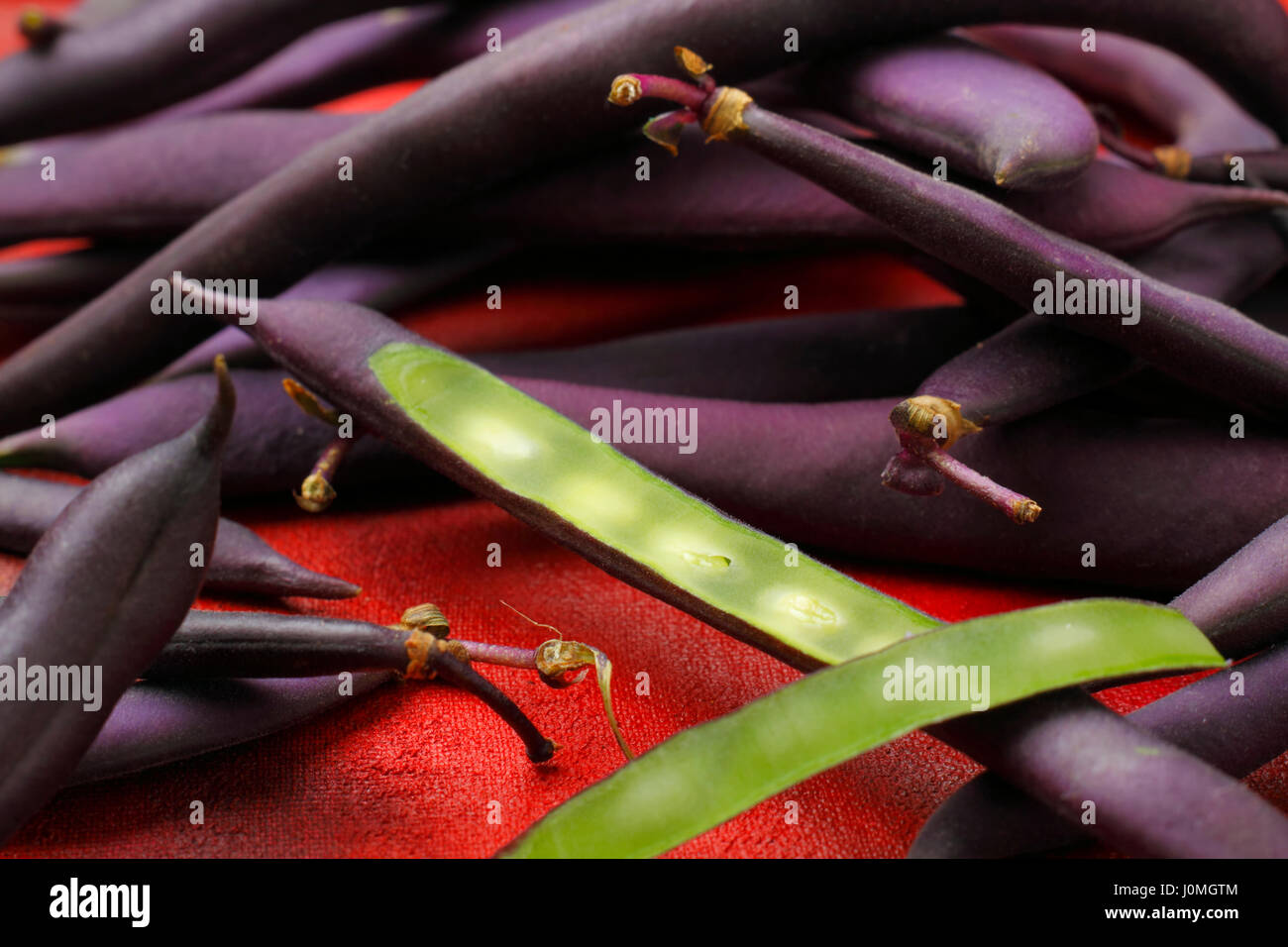 Blue French beans (purple beans) with one cut off bean pod Stock Photo