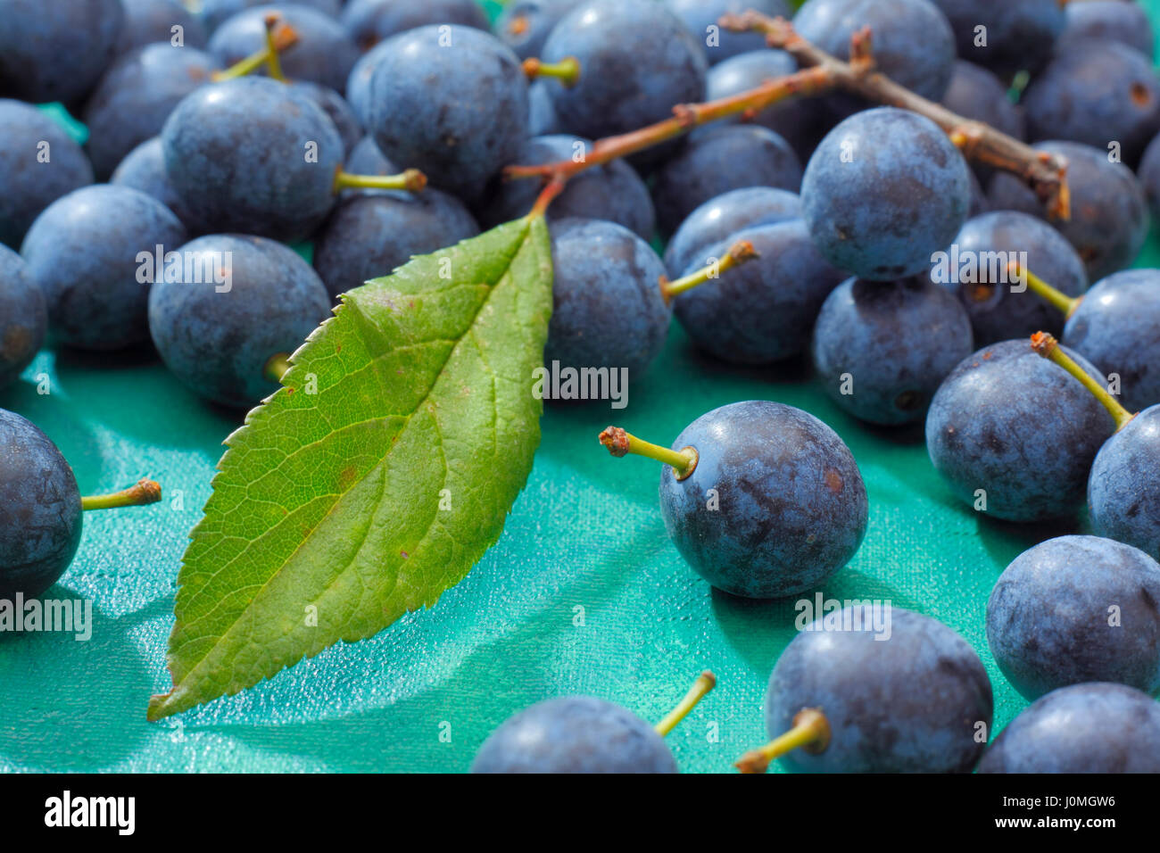 Blackthorn fruits lying on emerald painted textile background Stock Photo