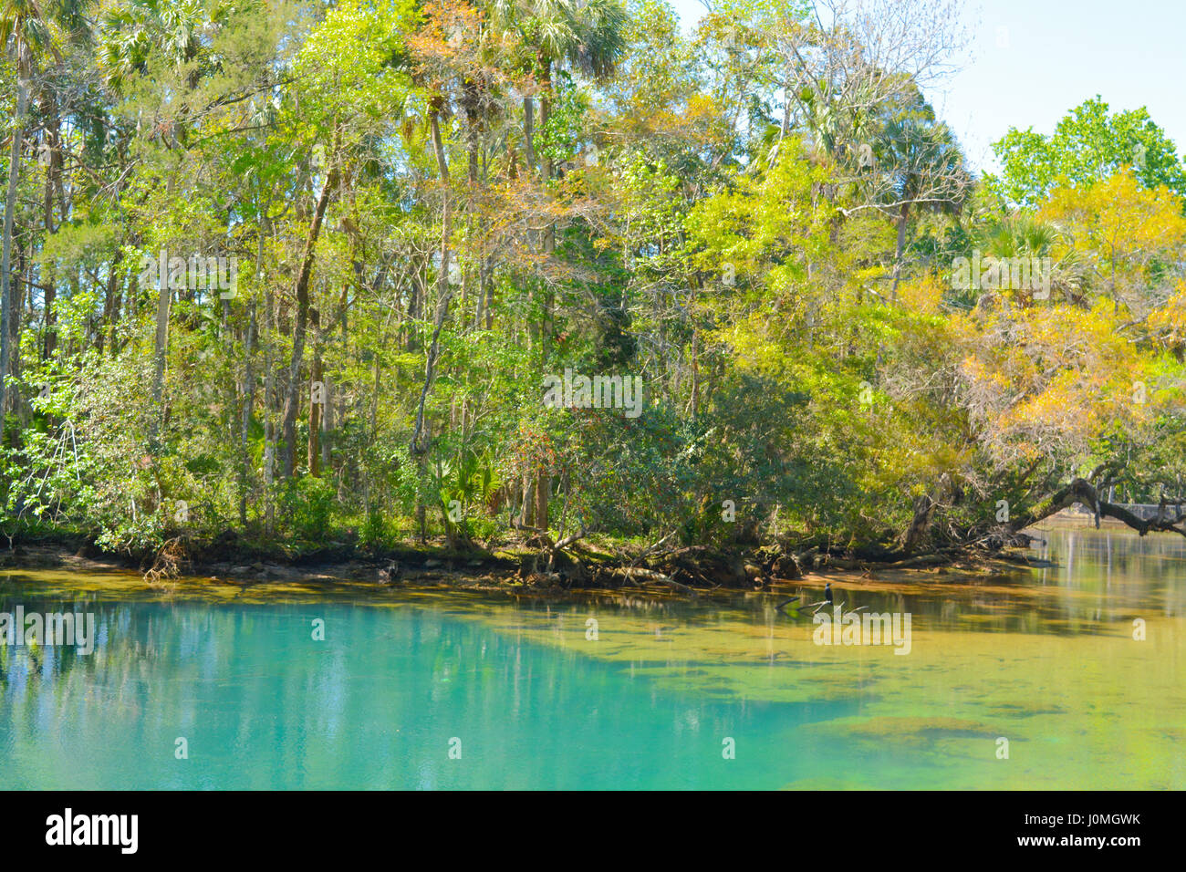 A stream on Homosassa Springs State Park at Homosassa, Florida Stock