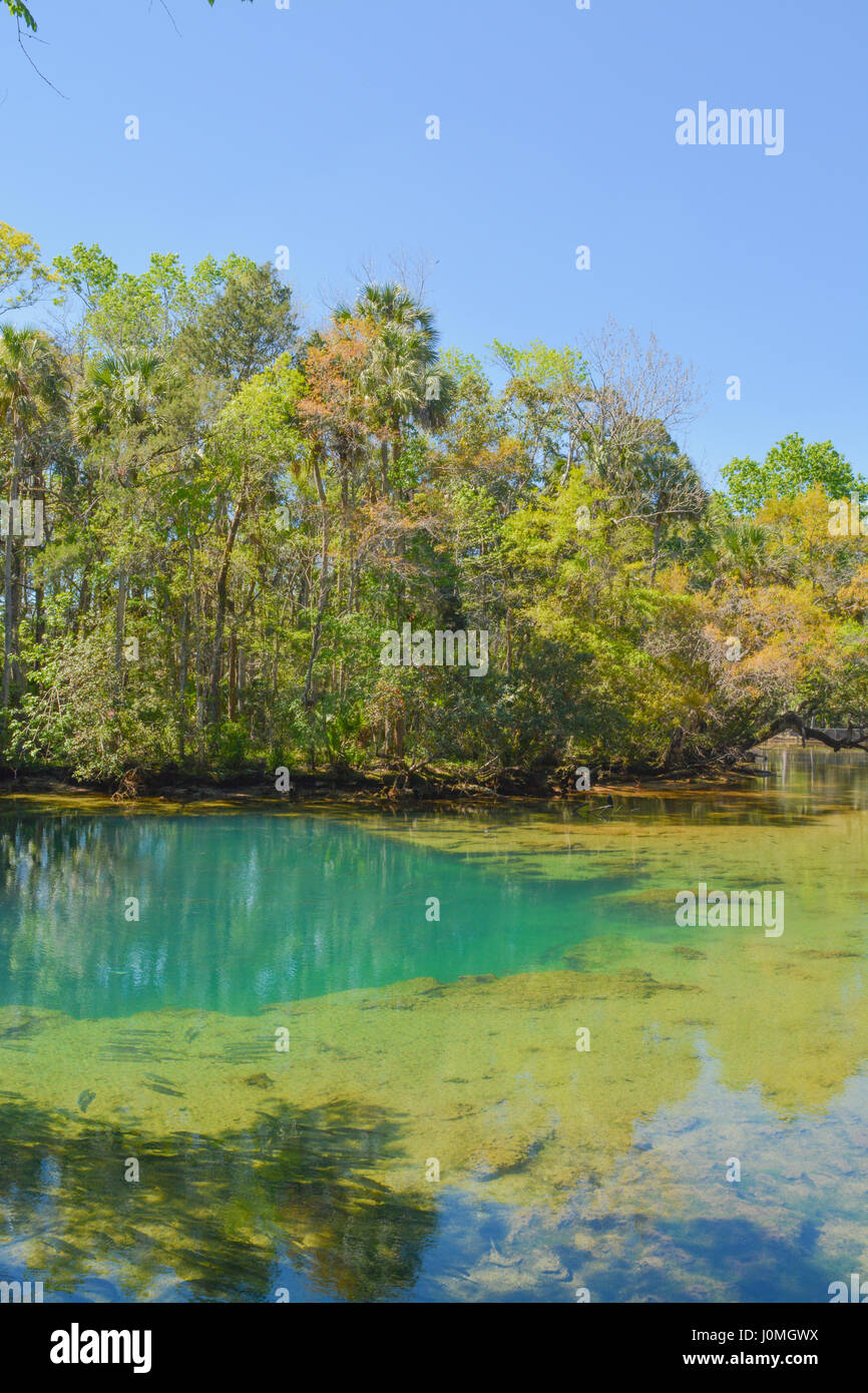 A stream on Homosassa Springs State Park at Homosassa, Florida Stock