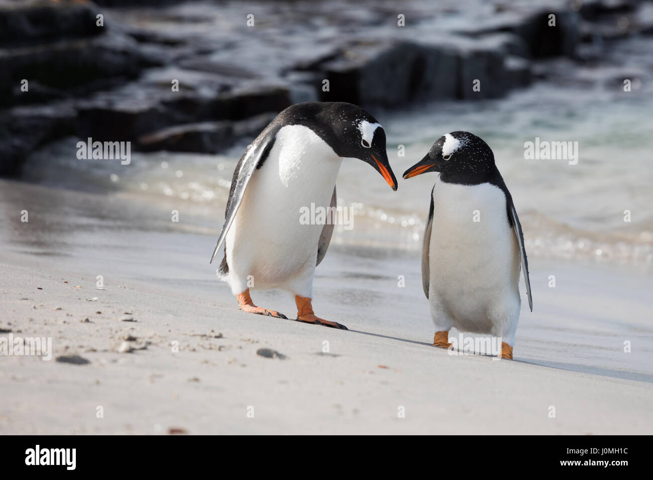 Gentoo penguin on Bleaker Island Stock Photo