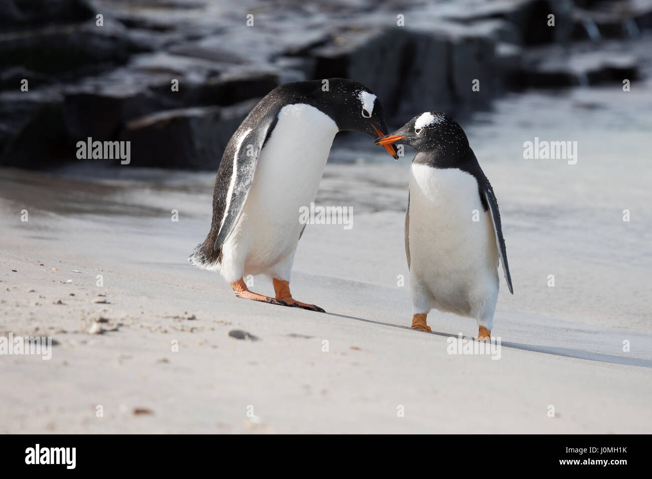 Gentoo penguin on Bleaker Island Stock Photo