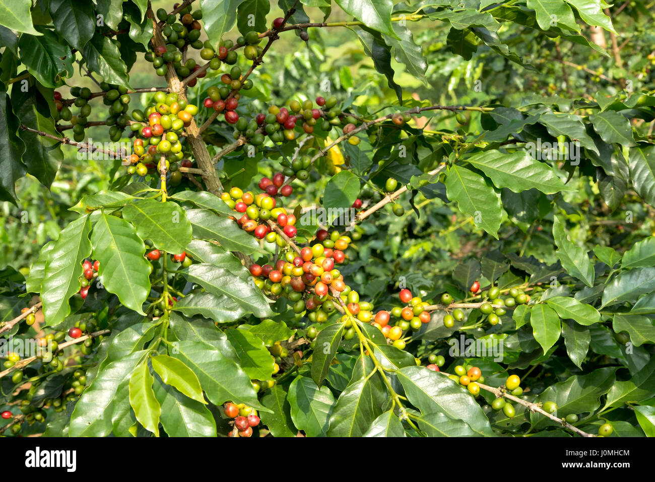 Coffee 'Cafea Arabica', closeup of maturing beans. Stock Photo