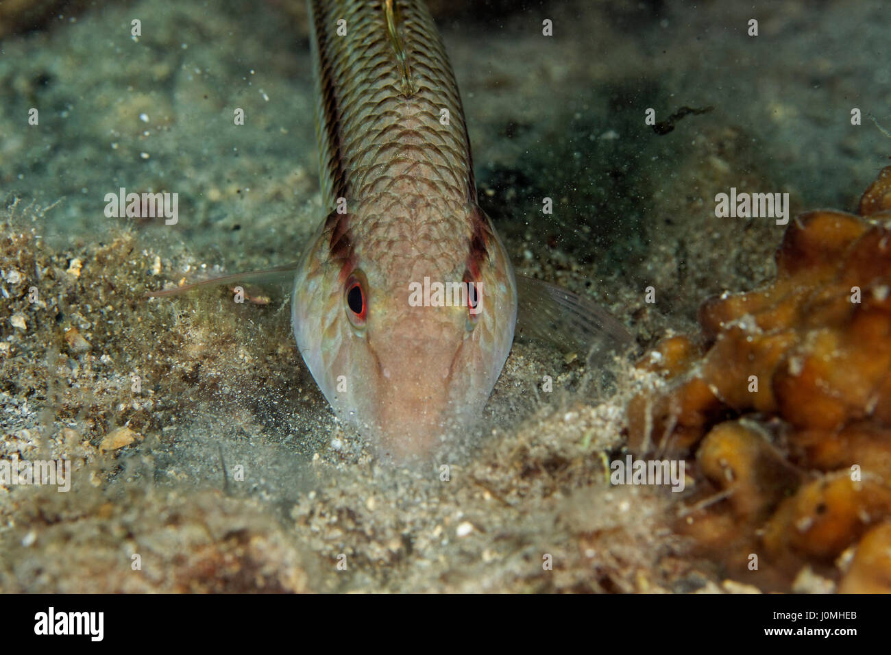 The striped red mullet or surmullet (Mullus surmuletus) from Mljet island, Croatia Stock Photo