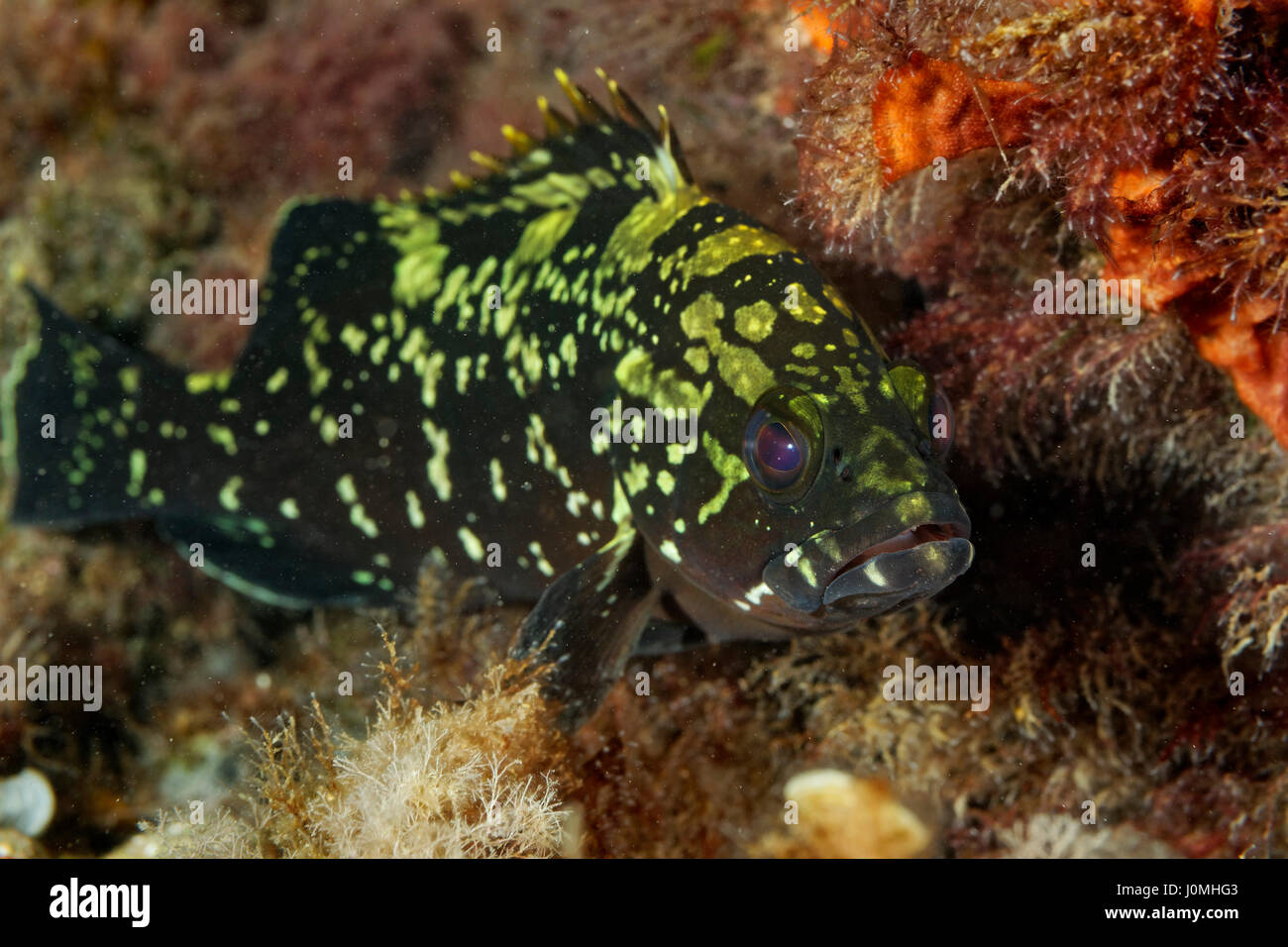 Epinephelus marginatus, the dusky grouper on the sea bottom of the Mljet island, the Adriatic Sea Stock Photo