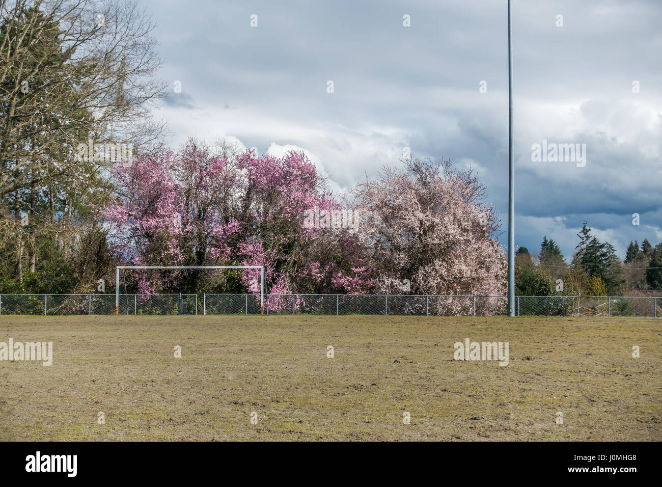 A view of a ball field and Cherry trees in Seatac, Washington Stock