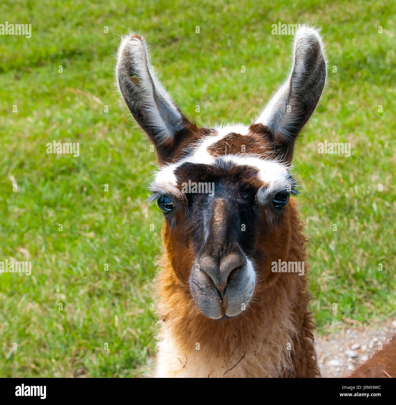 Close up of llama's face. Stock Photo