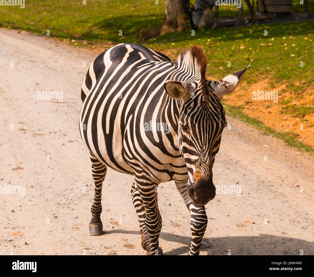 Pregnant Zebra walking Stock Photo Alamy