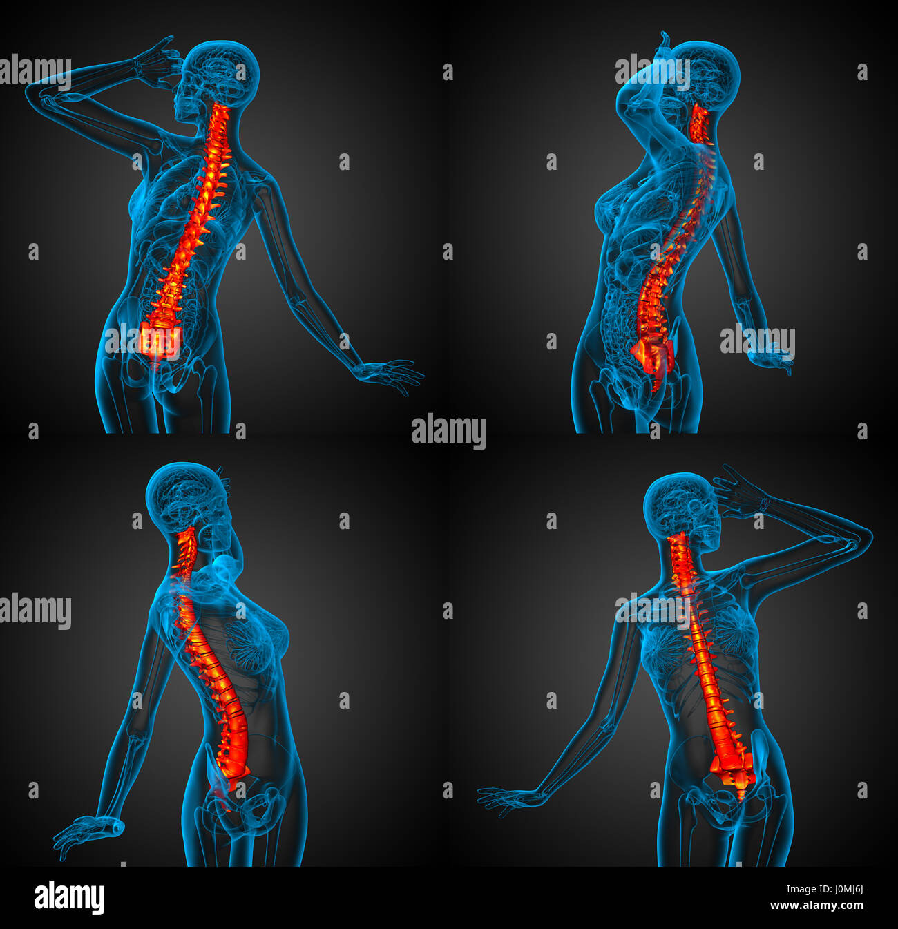 3d rendering medical illustration of the human spine Stock Photo - Alamy