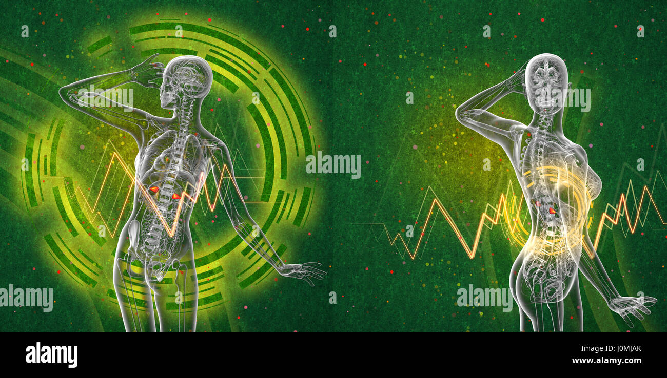 3d rendering medical illustration of the human adrenal glands Stock