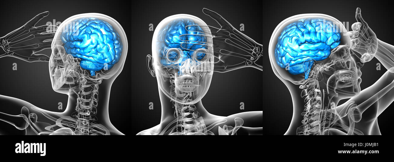 3d rendering medical illustration of the brain Stock Photo - Alamy