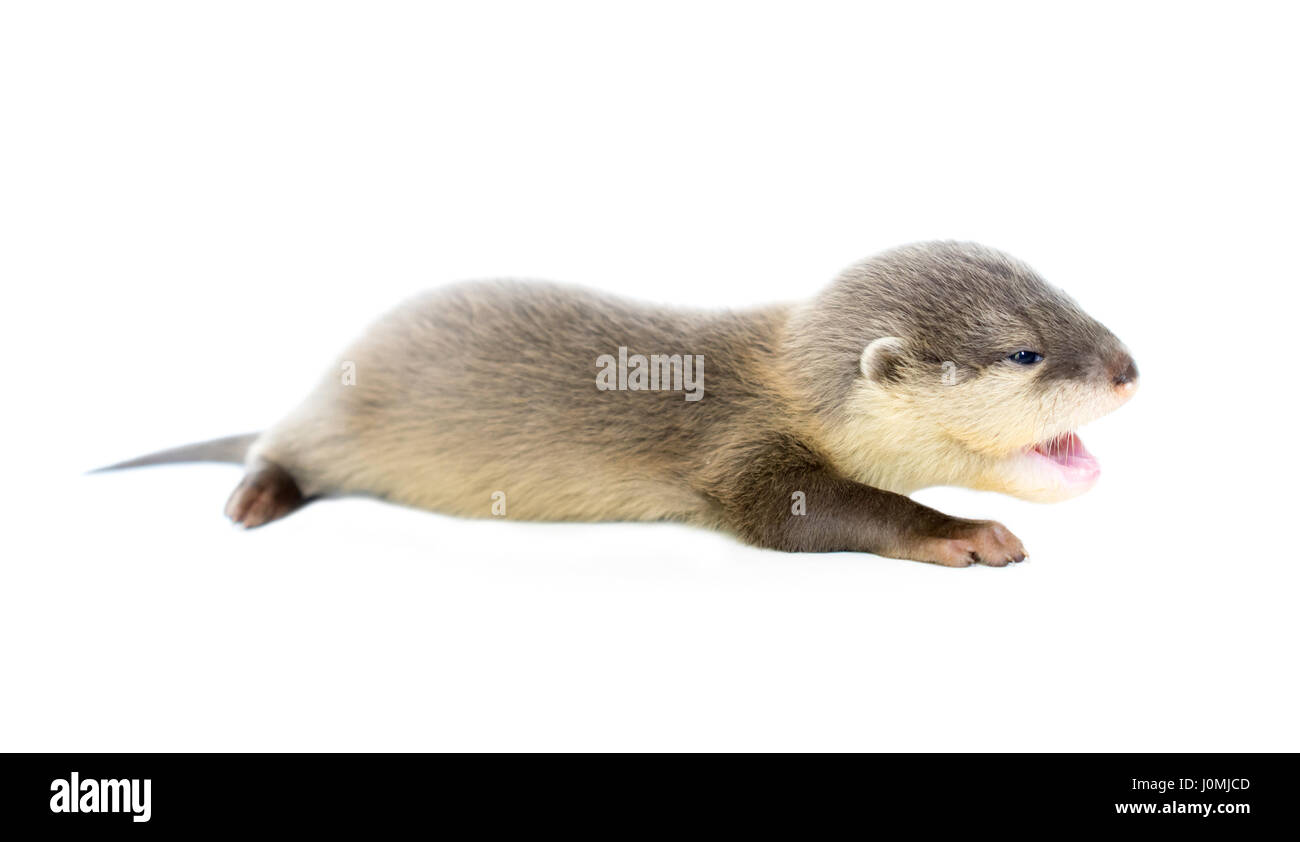 baby otter  isolated on white background Stock Photo