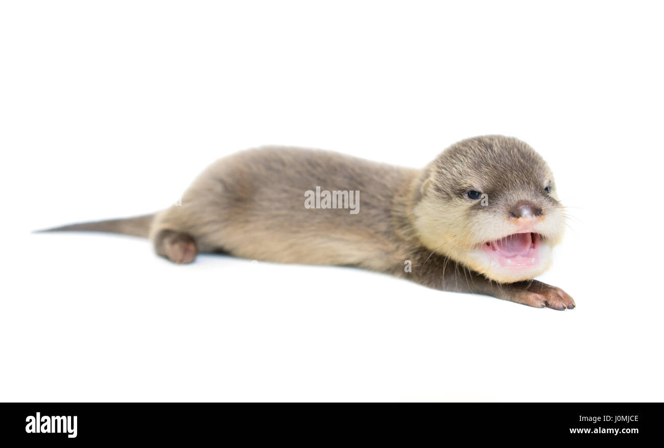 baby otter  isolated on white background Stock Photo