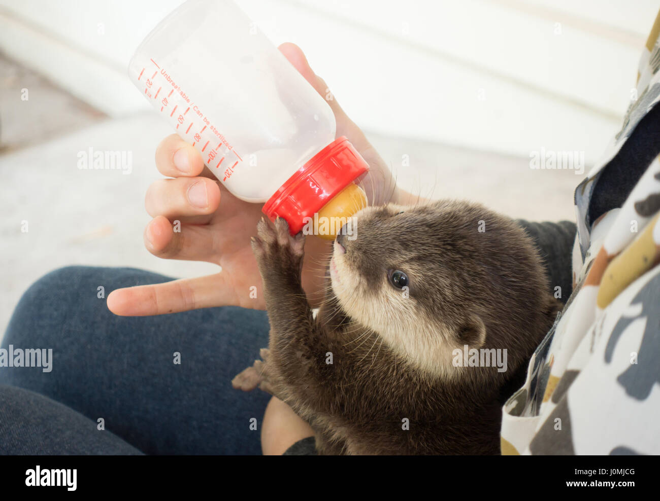 zookeeper feeding baby otter with milk replacer Stock Photo Alamy