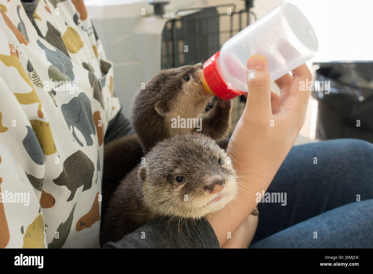 zookeeper feeding baby otter  with milk replacer Stock Photo