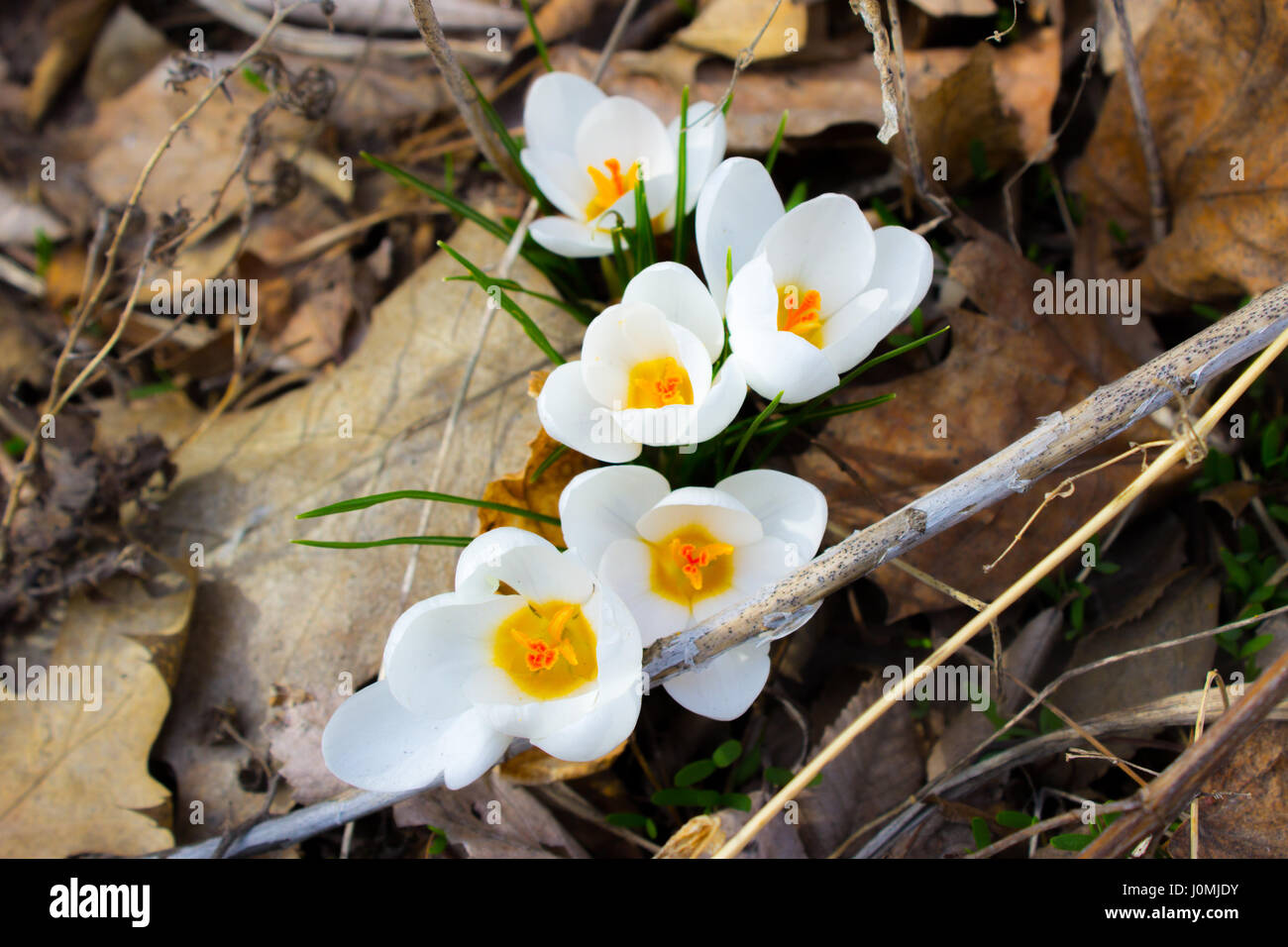 spring flowers on dead leaves Stock Photo